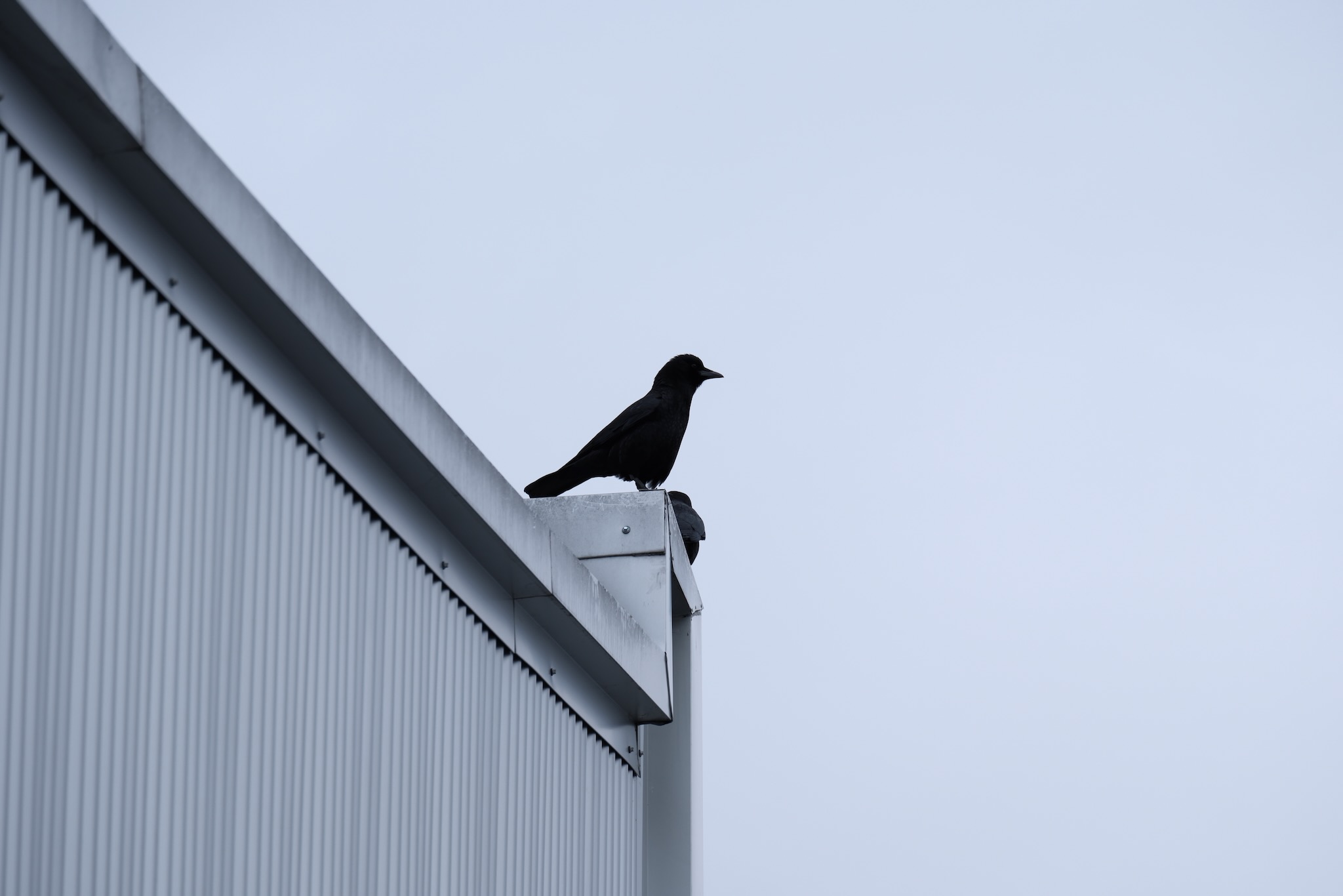 A photo of a raven, image copyright Ishan Sharma